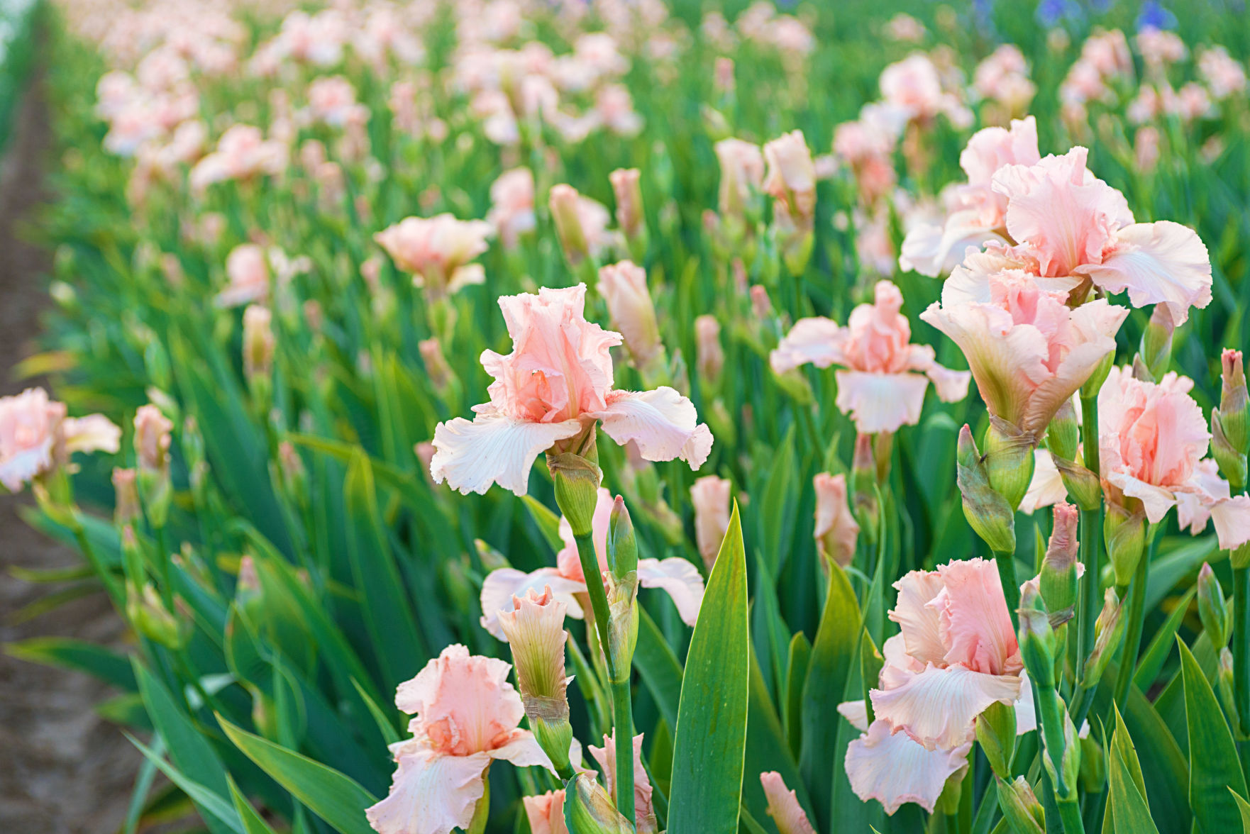 Reblooming_Iris_German_Beverly_Sills_.jpg